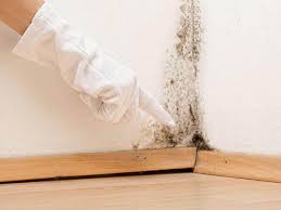 Best Water Damage & Mold Remediation  in Moon Lake, FL